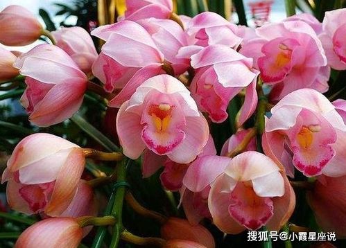 萬丈光芒，良緣入懷 未來一個月感情與工作的新啟程